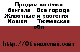 Продам котёнка бенгала - Все города Животные и растения » Кошки   . Тюменская обл.